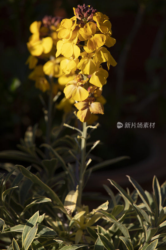 华柏顿Erysimum Walberton的香星